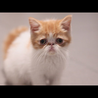 �������ȳ衿+Ϊ����ӵ���