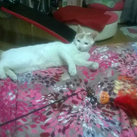 �������ȳ衿�Ҹ����� �㸺���