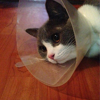 money ����鱾���ĵ�һֻ����������