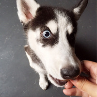 �������ȳ衿
ɣ��ת��4�����˴���Ȯ����