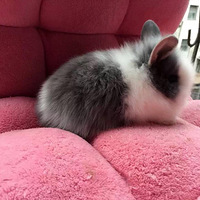 �������ȳ衿ִ��֮צ����ʺ����