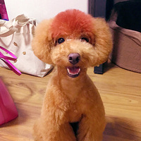 �������ȳ衿������--һֻ����С���