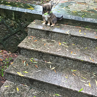 �������ȳ衿���ܰ�������һ��������