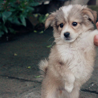 �������ȳ衿---������