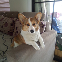 �������ȳ衿 �»�����â����