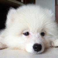 �������ȳ衿�������ȳ衿���Ǽҵ�roc