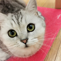 �������ȳ衿+ƤƤ��������Ƥ������ױ��LOOK