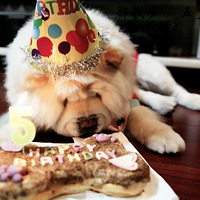 �������ȳ衿 CHOWCHOW ֣Ǯ��С����