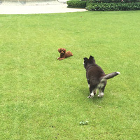 �Ҽҵ�С�ȳ裡С������Բ֮����Ұ�紺�����ƺ��