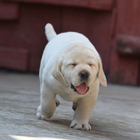 �������ȳ衿�������ӵ���������