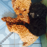 �������ȳ衿+����ֽ�����ݡ�