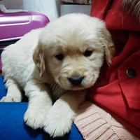 �������ȳ衿�ҵĴ󹷽�С��