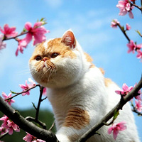 �������ȳ衿 -�һ����ϵ�������