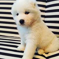 �ͳ�һС��ҵ�2����Ѫ��ʷ