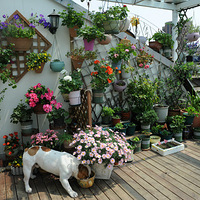 �������ȳ衿Ƥ�ؾ��ǻ�԰������