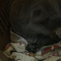 �Ҽ�Ӣ���ߵ�Сè���������è�����ע���������