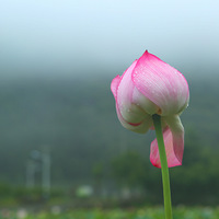 ںɻ