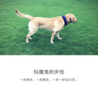 �������ȳ衿���ݱ�������ȮС�ߣ�