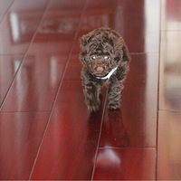 �����ȳ�+����
1:С�һ������2013