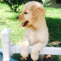 �������ȳ衿����ů�Ǹ�С��ʹ