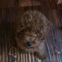 �������ȳ衿���� һ�ɡ�������ֻ~~~