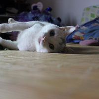 ���ǲ�������������