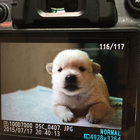 �������ȳ衿һ���´��С�̹�