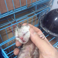 �����ȳ�( =�ɦء�= )С���С��