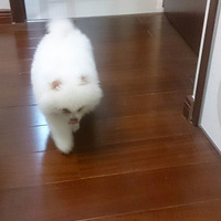 �������ȳ衿С�������ӱ�����׳�����壬�����ǰ�ɱ��������