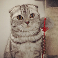 ��è����ȫ���ԡ��Ҽҵ�����ĸè����5ֻ��