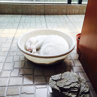 �������ȳ衿ɹ���Ҽ��������Сèͼ��