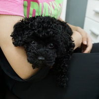 �������ȳ衿+  ������ϰ壬�Ҷ����٣����ƭ�ң�