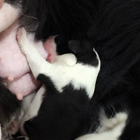 �������ȳ衿���ɳɳ���  �����˧��