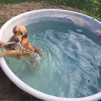 �������ȳ衿��һ����Ӿ��Сë��

���飬