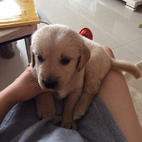 ɹ������  ��ë��С�ɰ������ε�С������