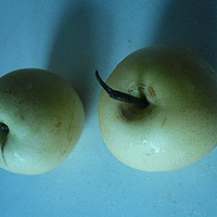 ����ѩ������������벻������ζ�͹�Ч��