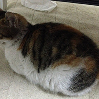 �������ȳ衿+�ɾ���è