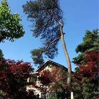 ������ģ�Ī��ɽ����