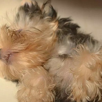 �������ȳ衿�ҵ��ĸθΣ��ȵĲ�Ҫ��Ҫ�ġ�