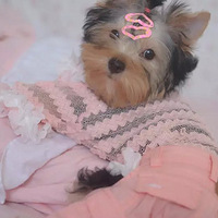 �������ȳ衿�ҵ�С����·����������