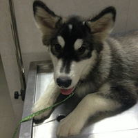 �������ȳ衿P��ݵ�~