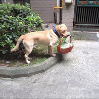 �������ȳ衿���飬��Ҳ����ȥ���