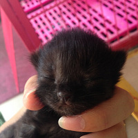 �������ȳ衿+�Ҿ������Ų�ɫ��~��~