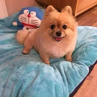 ���ȹ��¡��������飺ÿֻ�������Ĺ��ޣ������˵����