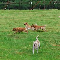 2015���ݽ�ëѰ��Ȯ���ֲ�����Ӫ����ͼƬ