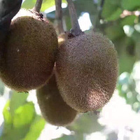 ɹɹ�ϼҵĶ�������ɽ�˿�����