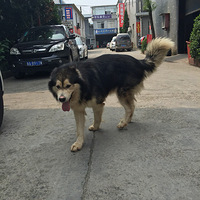 ɹɹ����ϲ����