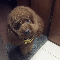 �������ȳ衿Ϊʲô����ϲ����ռ�ҵĴ�