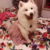 �������ȳ衿��������Զ��������ı�����