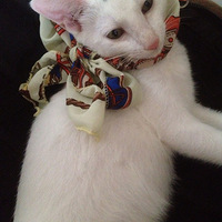 �����Ů������ 
�Ҽ�ެ�����������ˣ���